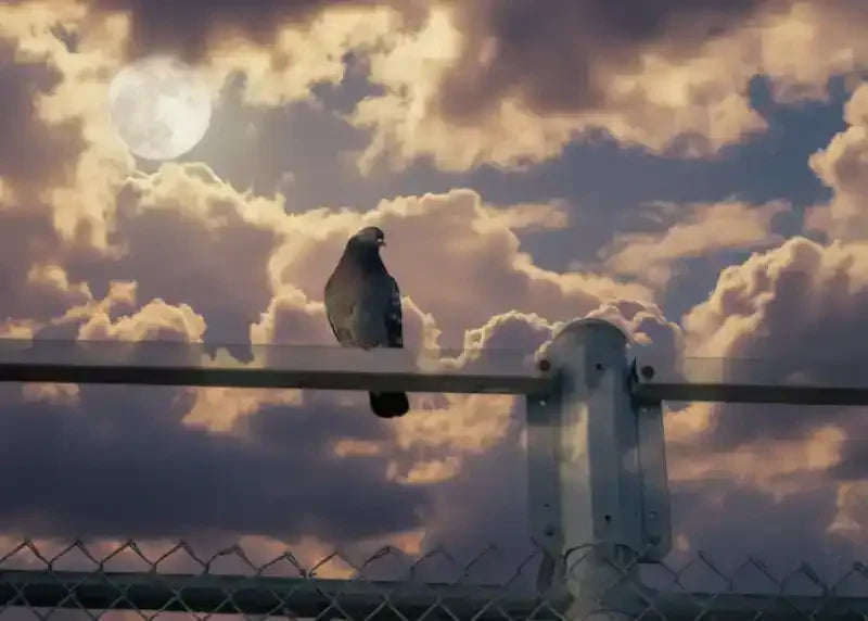 Pigeon perched on fence rail against cloudy sky with full moon, nature photography print