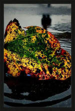 Colorful autumn leaf with green, yellow, red spots floating on water, blurred background
