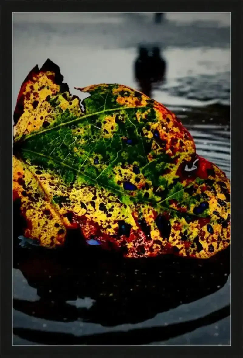 Colorful autumn leaf with green, yellow, red spots floating on water, blurred background