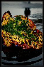 Colorful autumn leaf with green, yellow, red spots on wet surface, blurred background