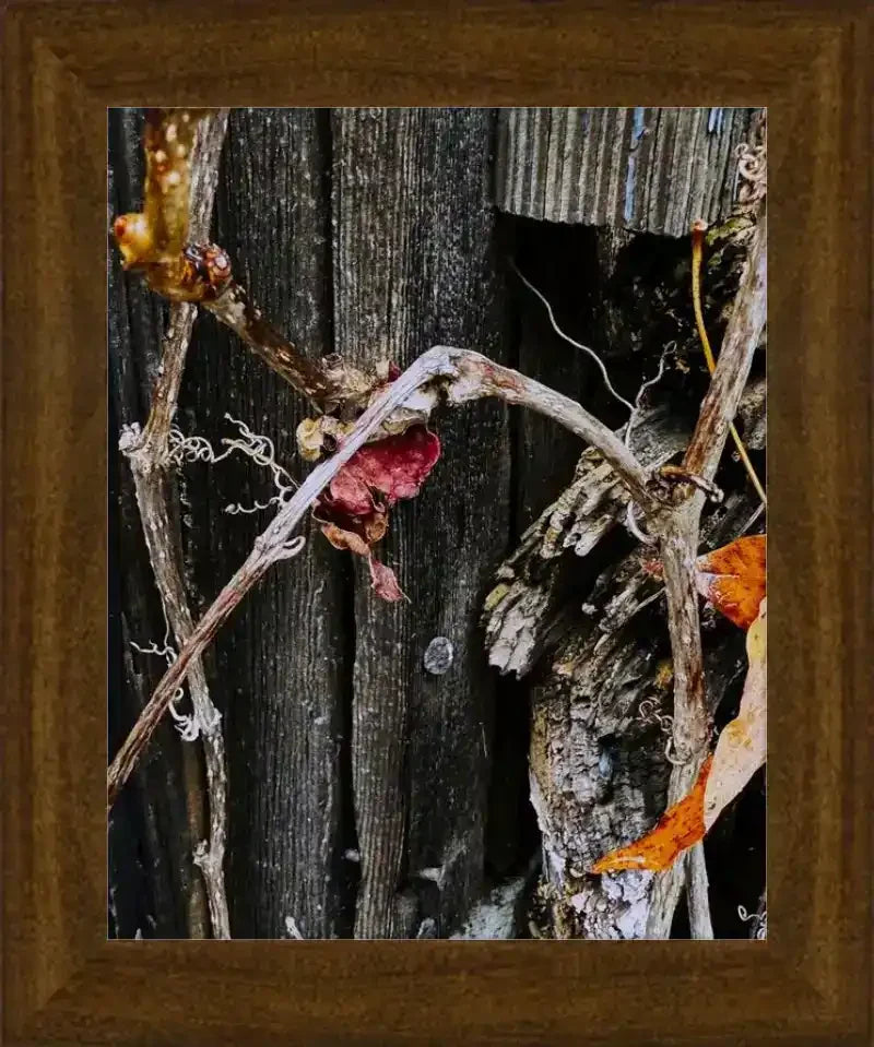 Framed nature photo of dried vines and leaves on weathered wood, rustic autumn artwork print