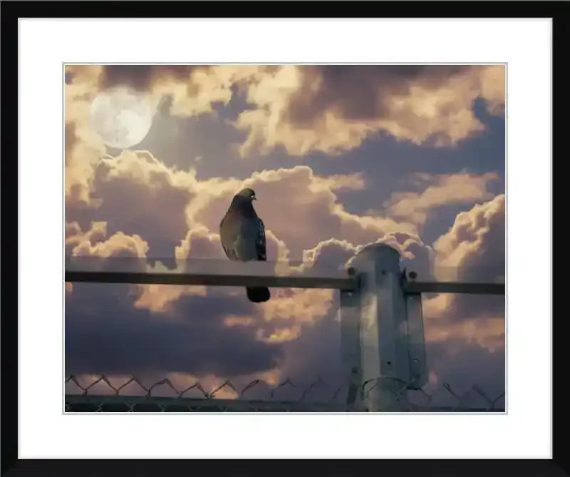 Pigeon perched on fence post against cloudy sky with full moon, framed print