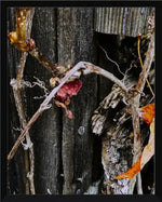 Dried vine with red leaf against weathered wooden fence, natural texture photography