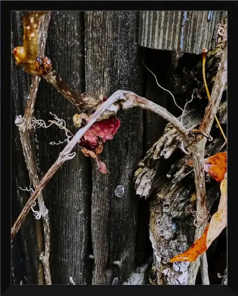 Dried vine with red leaf against weathered wooden fence, natural texture photography