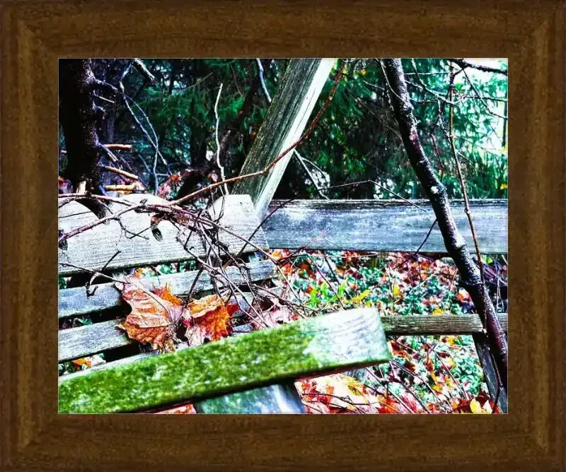 Framed nature photo of weathered wooden bench with autumn leaves, moss, and forest background